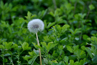 herbst11ajh-003