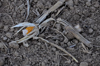 herbst11ajh-002